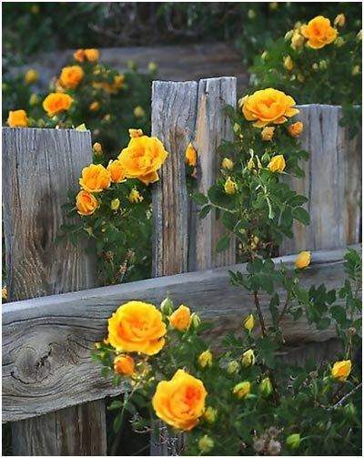 beautiful images of yellow roses