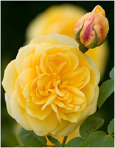 beautiful images of yellow roses