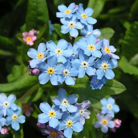 light blue flowers