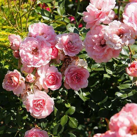 Hollywood Pink Cluster Rose (Rosa × noisettiana variety