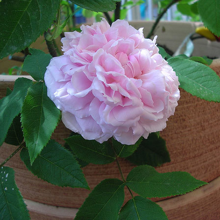 Hollywood Pink Cluster Rose (Rosa × noisettiana variety