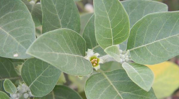 Ashwagandha medicinal uses in hindi their