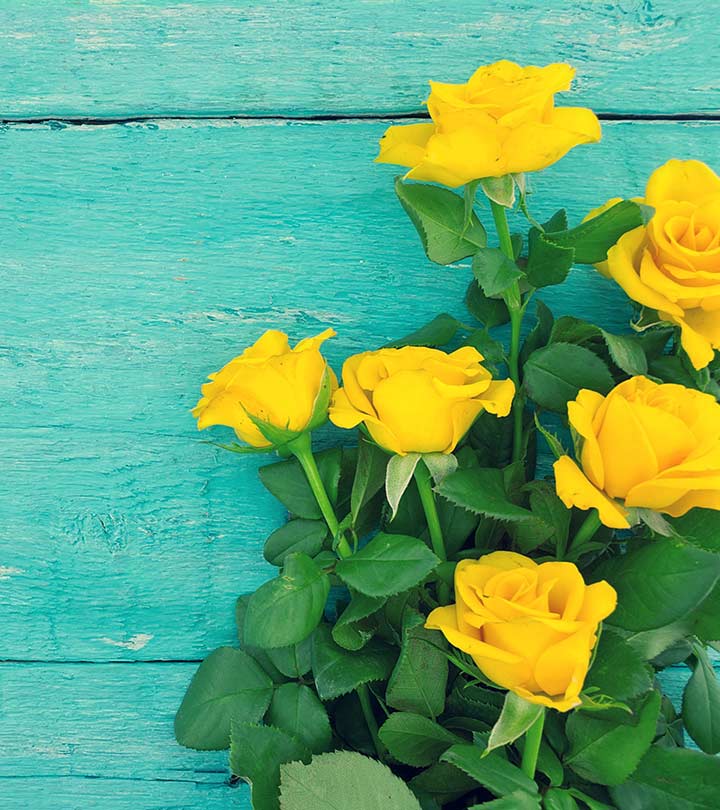 yellow roses wallpapers