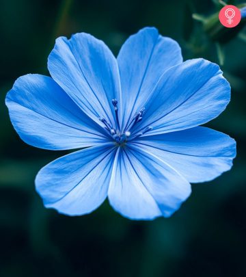 Blue-Flowers