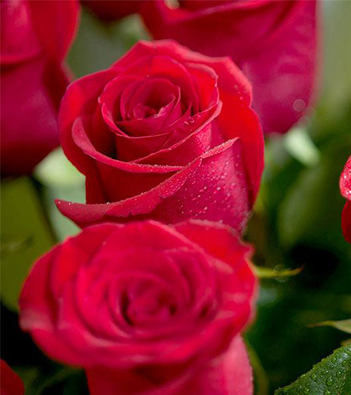 most beautiful red rose flowers in the world
