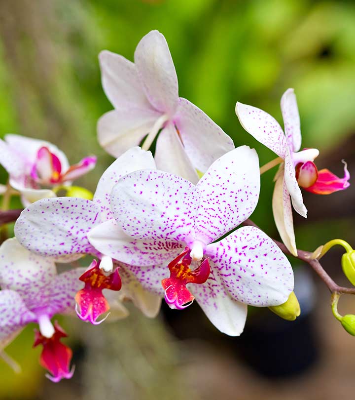 https://www.stylecraze.com/wp-content/uploads/2013/10/1668-Top-25-Beautiful-Orchid-Flowers-is.jpg