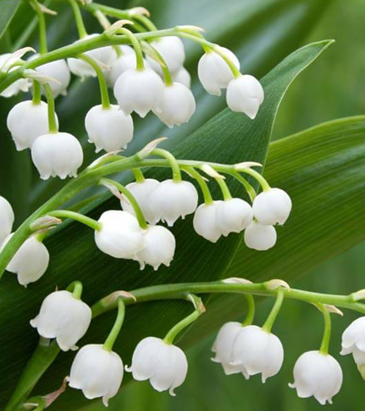 Lily of the valley care tips