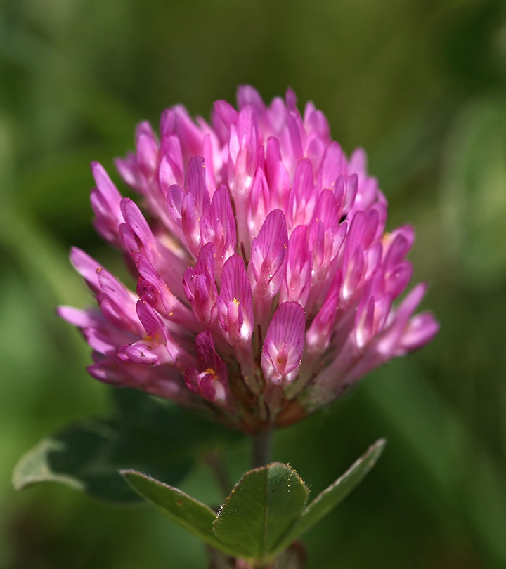 How Red Clover Benefits Your Health, Uses, And