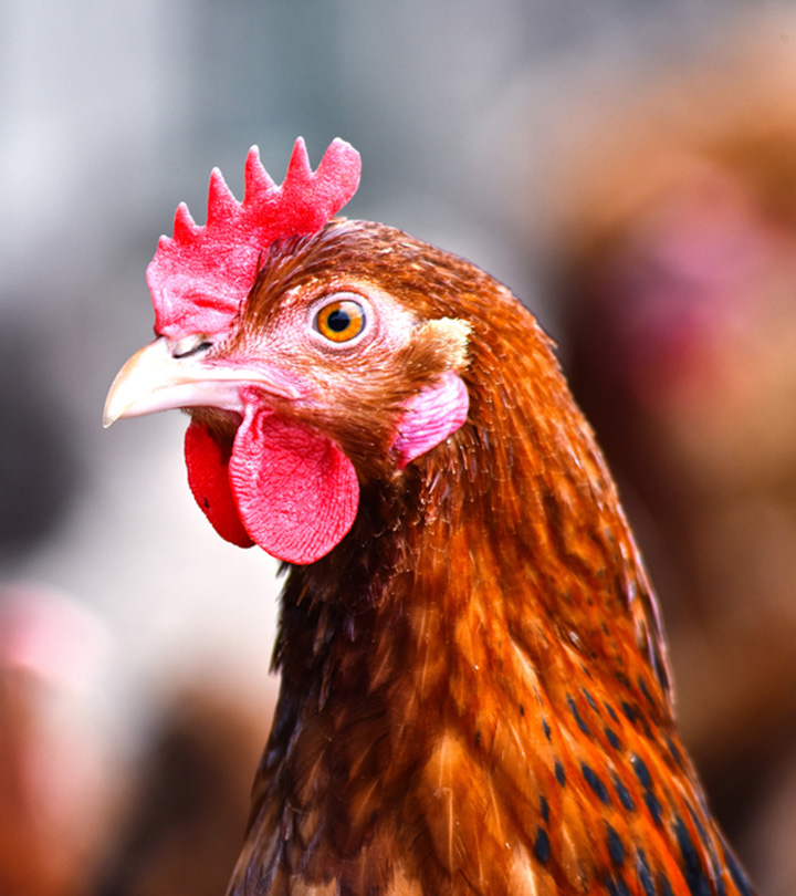 WHO Confirms On Whether It Is Safe To Eat Poultry And Eggs